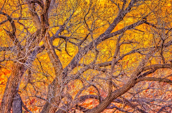 Bezlistne Drzewo Przed Złotymi Klifami Zachodzie Słońca Pobliżu Moab Utah — Zdjęcie stockowe