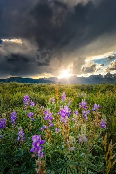 Lupins Violets Baignés Dans Lumière Coucher Soleil Sur Les Sommets — Photo