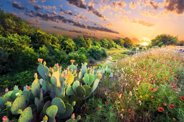 Bloeiende Cactus Indiase Deken Wilde Bloemen Bij Zonsondergang Texas — Stockfoto