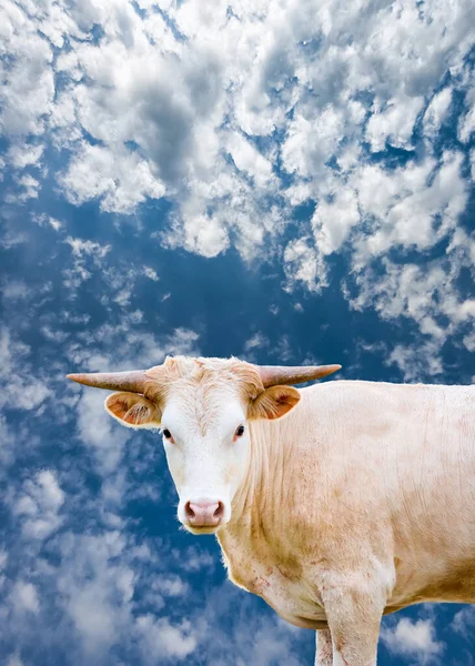 Mujer Texas Longhorn Cow Blue Summer Sky — Foto de Stock