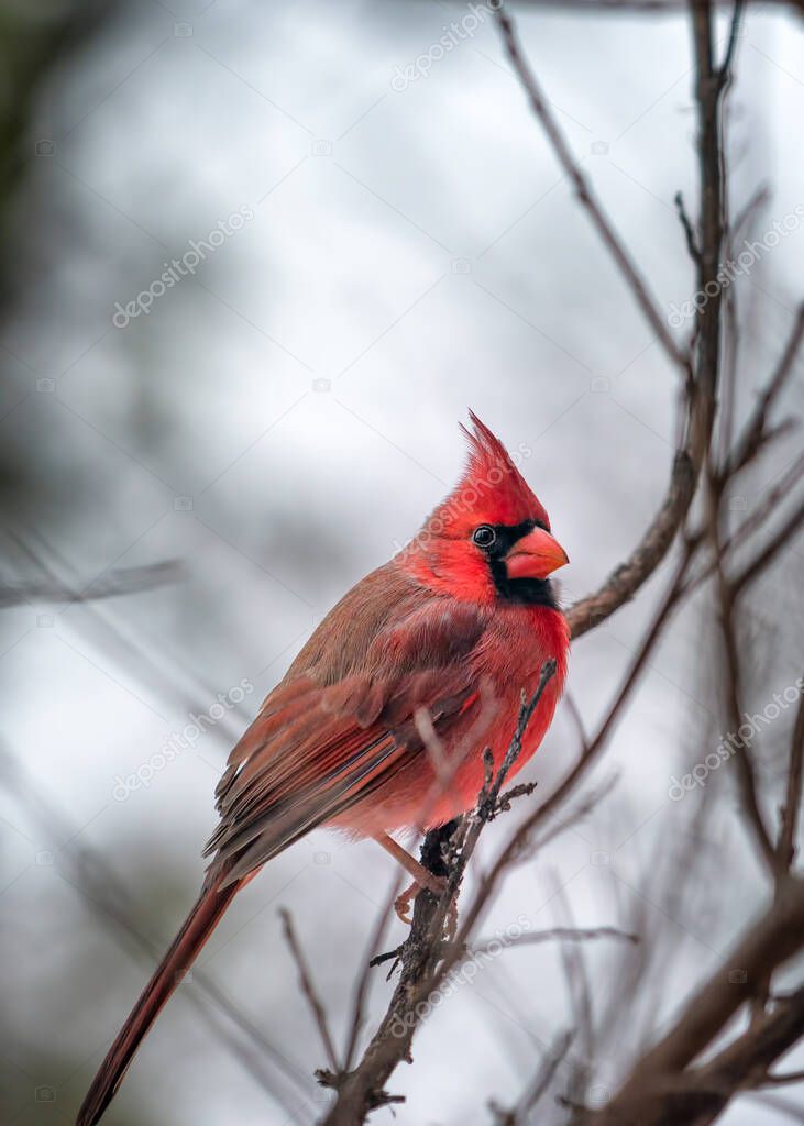 Male cardinal perched in a tree on a snowy Texas day