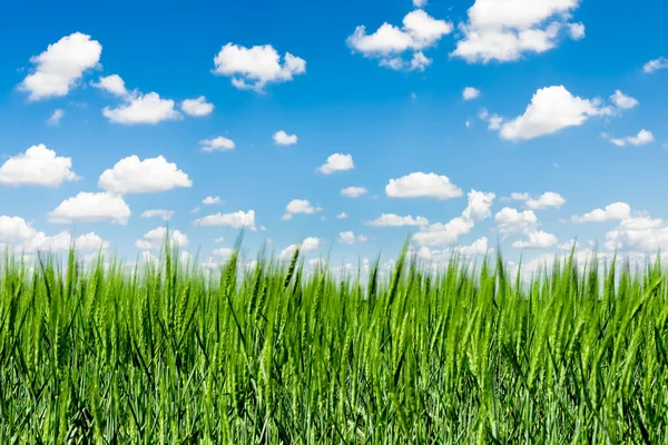 Campo Hierba Primavera Texas Bajo Cielo Azul Casi Claro — Foto de Stock