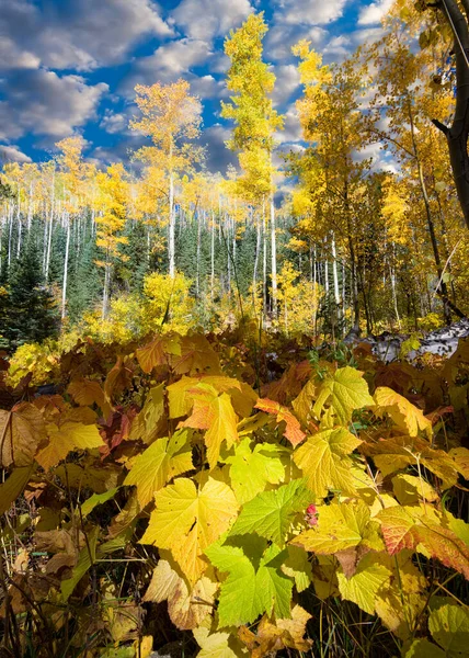 Kolorowe Złote Osiki Liście Naparstnicy Tle Chrupiącego Nieba — Zdjęcie stockowe