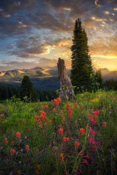 Flores silvestres coloridas do Colorado ao pôr do sol — Fotografia de Stock
