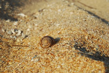 Kumlu bir plajda Salyangoz kabuğu