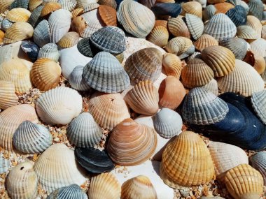 Deniz kabukları, kum üzerinde. yaz plaj arka plan.