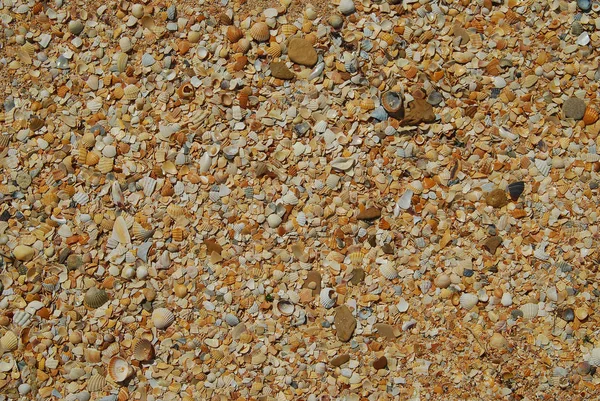 Textura de arena de concha marina. Fondo de playa de verano . — Foto de Stock