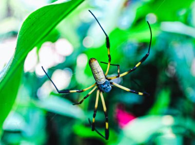 Ağaçta küçük bir örümcek