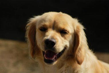 Altın bir köpek, labrador