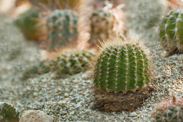 Zdjęcie Przedstawia Zbliżenie Zielony Kaktus Innych Kwiatów — Zdjęcie stockowe