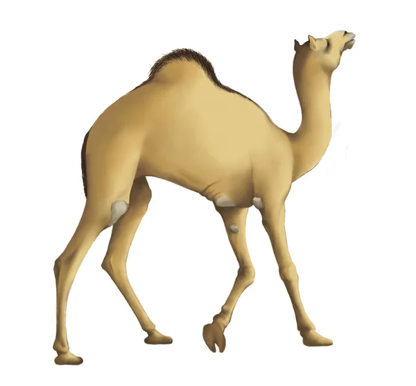 Όμορφο Χρώμα Ένα Πατήσαμε Καμήλα Πηγαίνει Εικόνα Λευκό Απομονωμένο Φόντο — Φωτογραφία Αρχείου