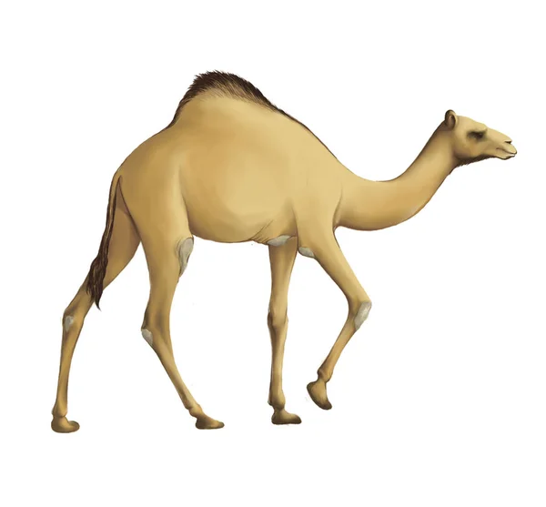 Beautiful Colored One Humped Camel Goes Illustration White Isolated Background — Stock Photo, Image