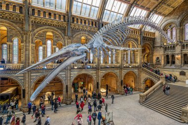 Londra, İngiltere 1 Aralık 2018: Doğal Tarih Müzesi, botanik, böcek bilimi, mineraloji, paleontoloji ve zoolojiden oluşan yaklaşık 80 milyon parçadan oluşan yaşam ve toprak bilimi örneklerine ev sahipliği yapıyor.