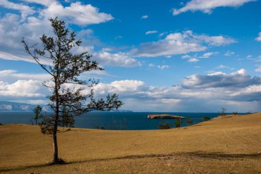 Bozkır sahilindeki Baykal Gölü'nde kozalaklı ağaç. Gölde bir ada var. Gökyüzündeki bulutlar.