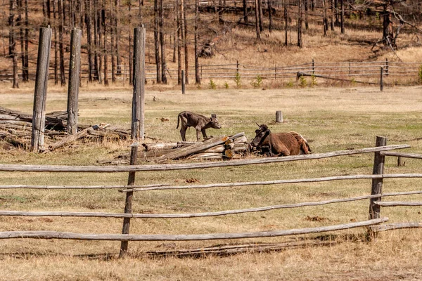 Una Vaca Con Ternero Campo Detrás Una Valla Madera Descansa — Foto de Stock