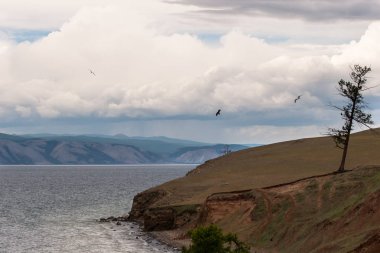 Baykal Gölü'nün kumlu kıyısında, yalnız ve kuru bir ağaç bulunmaktadır. Dikey çerçeve. Gölün arkasındaki dağlar, gökyüzü bulutları. Kuşlar martıları uçuruyor.