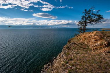 Baykal Gölü kıyısında ki yüksek bir kayanın üzerinde yalnız ağaç. Uçan kuş martı. Güzel bulutlar.