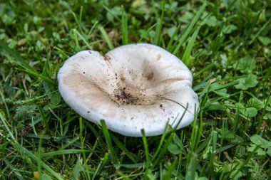 Yeşil çimenlerde beyaz bir yosun yetişir. Zemin büyük bir mantar kapağı üzerine serpilür. Seçici odaklama.