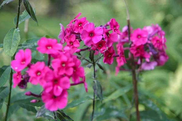 Three stalks and many small flowers of fuchsia color. Focus on central. Green background blurred.