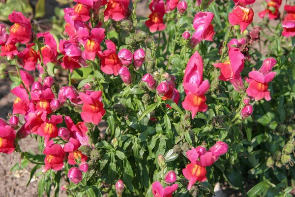 Muchos Brotes Medio Abiertos Flores Color Fucsia Con Tallos Hojas —  Fotos de Stock