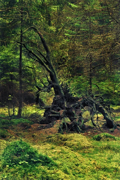 Amazing Root Fallen Tree Fancy Shape Creature Fairy Tale Dense — Stock Photo, Image