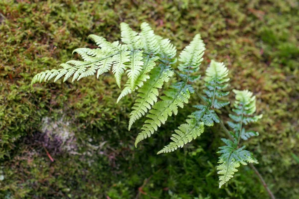 Uno Stelo Felce Verde Con Foglie Muschio Sfocato Sullo Sfondo — Foto Stock