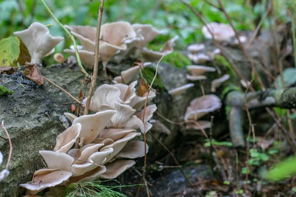 Lying Tree Overgrown Clusters Mushrooms Light Brown Mushrooms Focus Front — Stock Photo, Image
