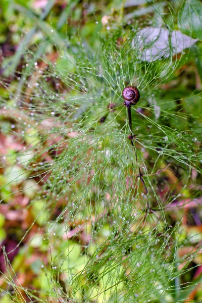 Draufsicht Auf Den Luftbusch Mit Tau Und Schnecke Der Spitze — Stockfoto