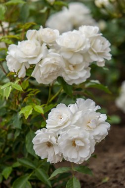 Botanik bahçesindeki çalılıkların üzerinde beyaz güller. Saplı çalılar ve yapraklar yeşildir. Arka plan bulanık. Alt tomurcukları üzerinde seçici odak. Dikey çerçeve.