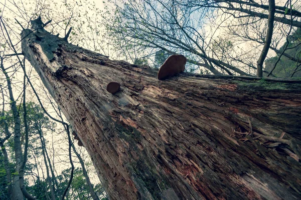 Thick Old Dry Rotten Tree Tinder Photographed Perspective Diagonal Frame — Stock Photo, Image