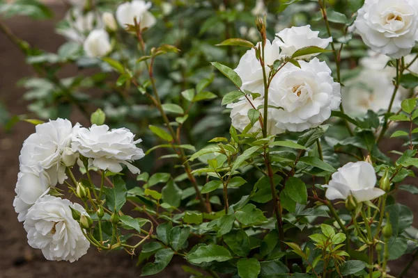 White roses on a bush in a botanical garden. Bushes with stems and leaves are green. The background is blurred. Selective focus. Horizontal frame.