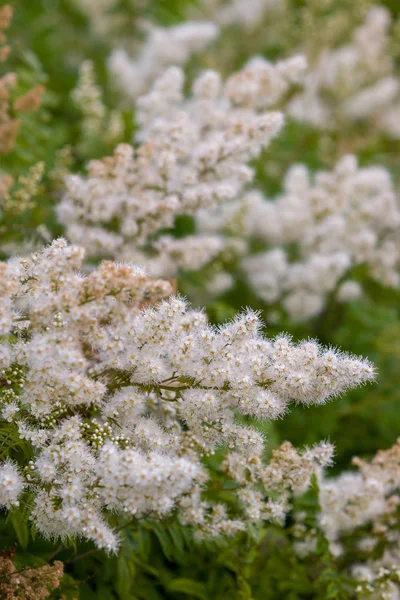 Lots Small White Blooming Flowers Green Bush Flowers Many Villi — Stock Photo, Image