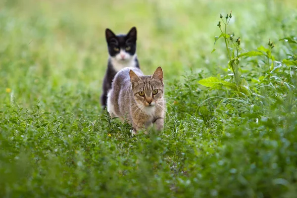 A gray cat walks among the grass and a second black cat sits at the back. The grass is green. Light of the day. Focus selective, on the first cat.