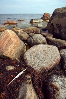 Bir kuşun beyaz büyük uzun tüy, Finlandiya Körfezi 'ndeki taşlar arasında kahverengi yosun üzerinde yatıyor. Kahverengi tonları. Deniz sakin. Gri gökyüzü.
