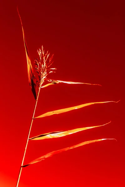 Épillets Flous Abstraits Tant Que Danseuse Sur Fond Rouge Illustration — Photo