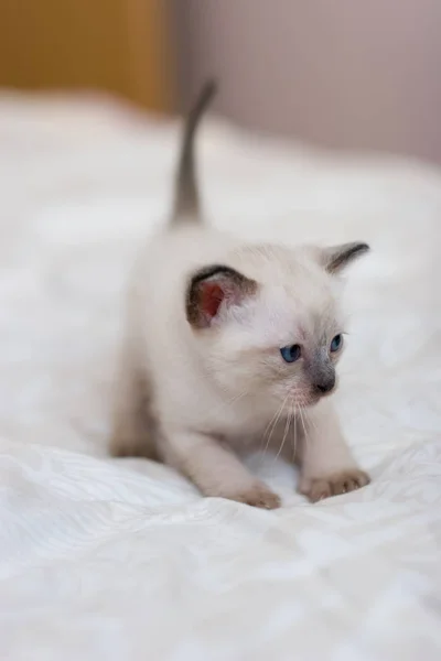 Siamese Kitten Standing Pose Jumping Blanket Blue Eyes Brown Ears — Stock Photo, Image