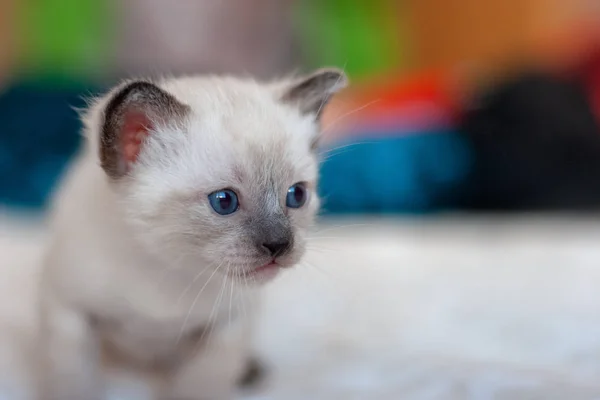 Little Cute Fluffy Light Siamese Thai Kitten Blue Eyes Close — Stock Photo, Image