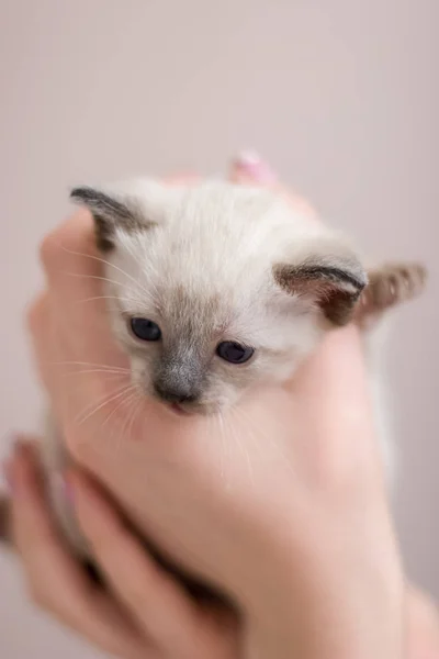 Fluffy Face Young Siamese Thai Kitten Blue Eyes Her Arms — Stock Photo, Image