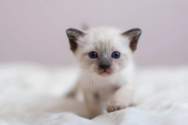 Portrait Little Siamese Thai Kitten Looking Blue Eyes Straight Camera — Stock Photo, Image