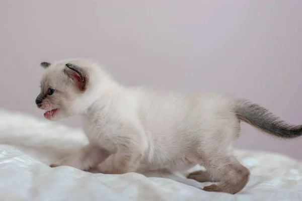 Side View Beautiful Siamese Kitten Open Mouth Place Text Close — Stock Photo, Image