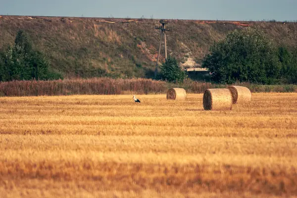 Bocian Stoi Polu Stogi Zwinięte Rolkach Oddali Jest Wysokie Nasyp — Zdjęcie stockowe