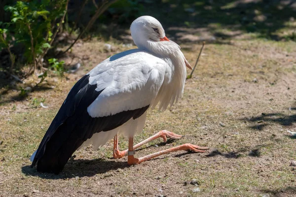 Una Cigüeña Sienta Patas Dobladas Suelo Pico Está Escondido Pecho — Foto de Stock