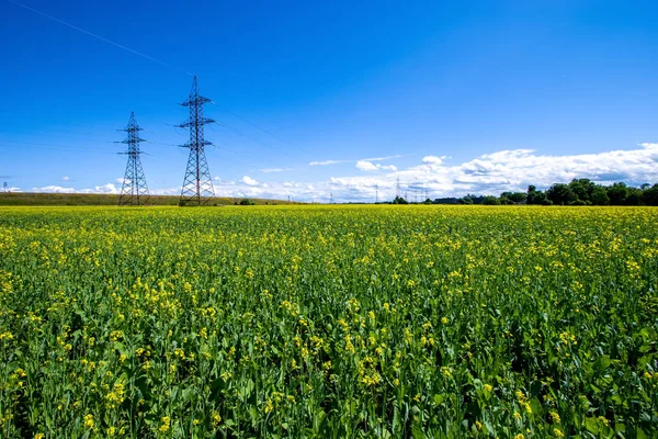 Field with yellow flowers and large power lines. Roofs of the farm behind the field. Blue sky with white clouds.