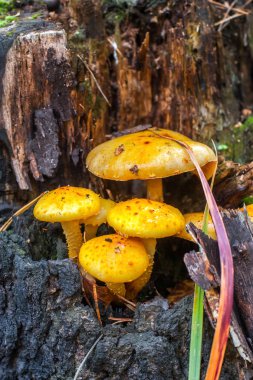 Yakından bakınca sarı şapkalı bir grup dalkavuk. Kütük eski ve çürümüş. Mantarlara odaklan. Arkaplan bulanık.