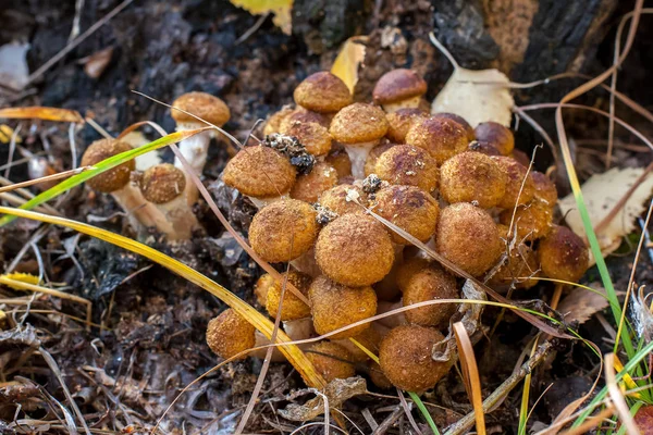 Bunch Mushrooms Grass Stump Close Old Leaves Dead Grass Lie — Stock Photo, Image