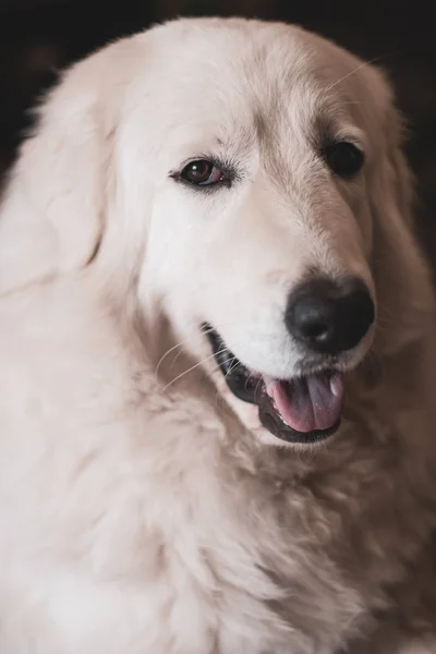 Nahaufnahme Porträt Eines Liebenswerten Und Niedlichen Maremma Schäferhundes Weißes Dickes — Stockfoto