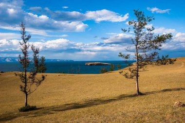İki ağaç arasındaki bozkırdan Baykal Gölü'ndeki küçük bir adanın manzarası. Ahşap kozalaklı. Sarı bozkır. Güzel bulutlarla mavi gökyüzü.