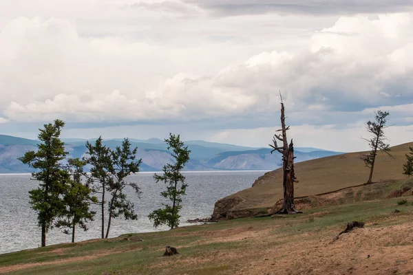 Uma Velha Árvore Seca Fica Costa Arenosa Lago Baikal Com — Fotografia de Stock