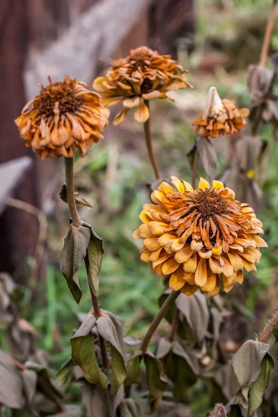 Несколько Цветков Мэриголд Застыли Время Первых Заморозков Осенью Большой Бутон — стоковое фото