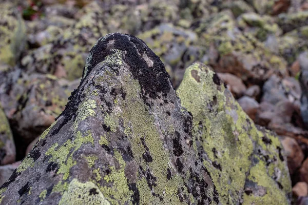 Grandes Piedras Del Río Roca Cubiertas Musgo Verde Negro Enfoque — Foto de Stock